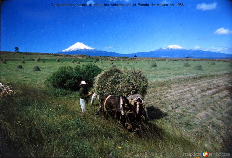 Transportando hoja de Milpa en el Estado de Mexico en 1966