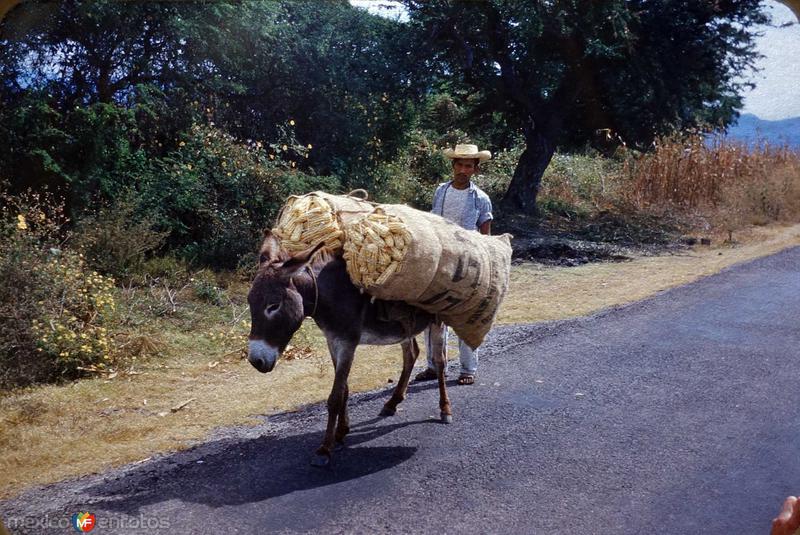 Tipos Mexicanos viniendo de cosechar las mazorcasde Maiz