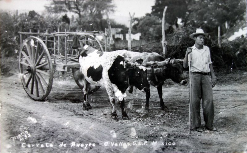 Carreta de Bueyes