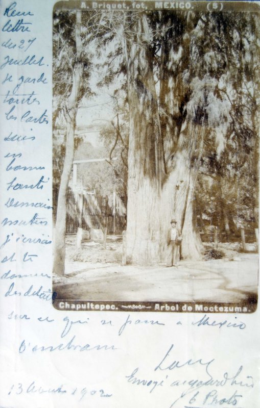 El Arbol de Moctezuma en Chapultepec ( Fechada 13 de Agosto de 1902 )