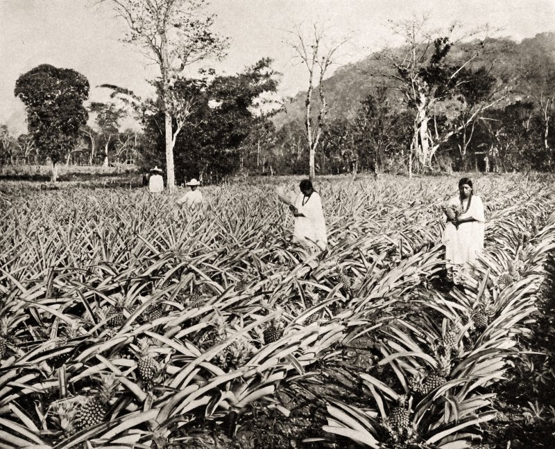 Cultivo de la piña en Amatlán