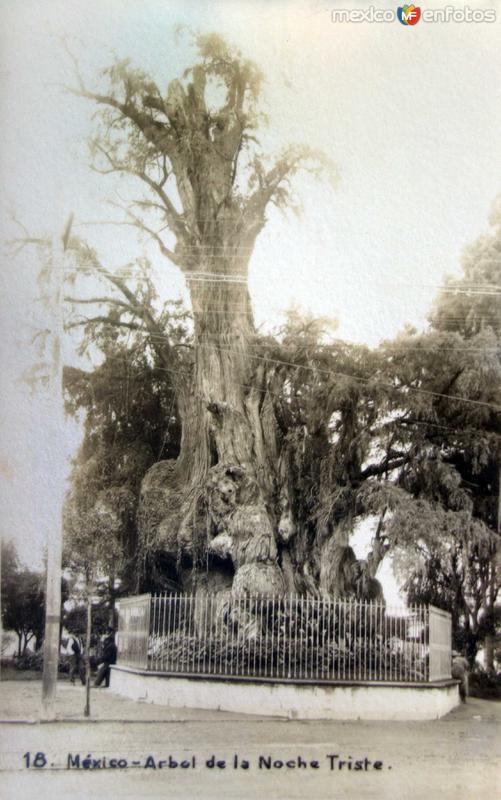 El Arbol de La Noche triste..