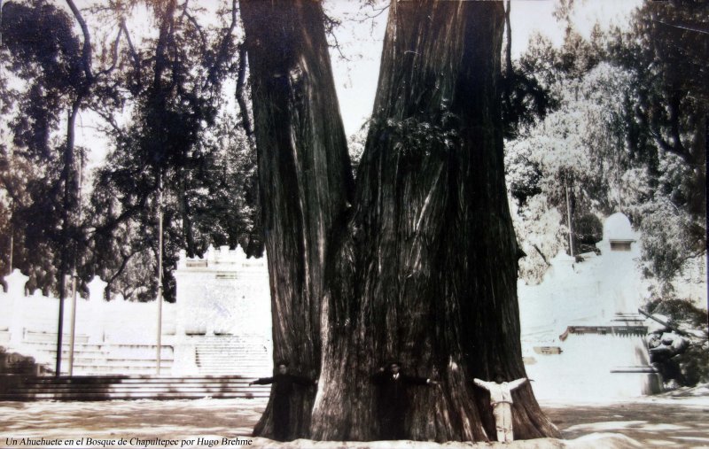 Un Ahuehuete en el Bosque de Chapultepec por el fotografo Hugo Brehme.