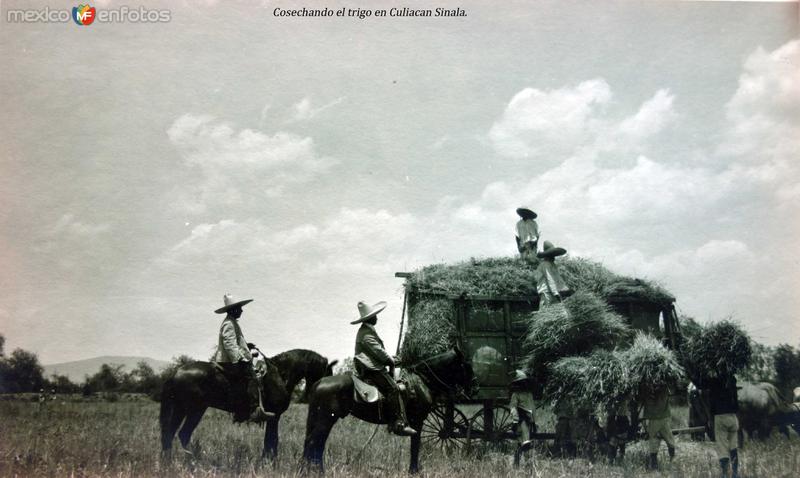 Cosechando el trigo en Culiacan Sinaloa.