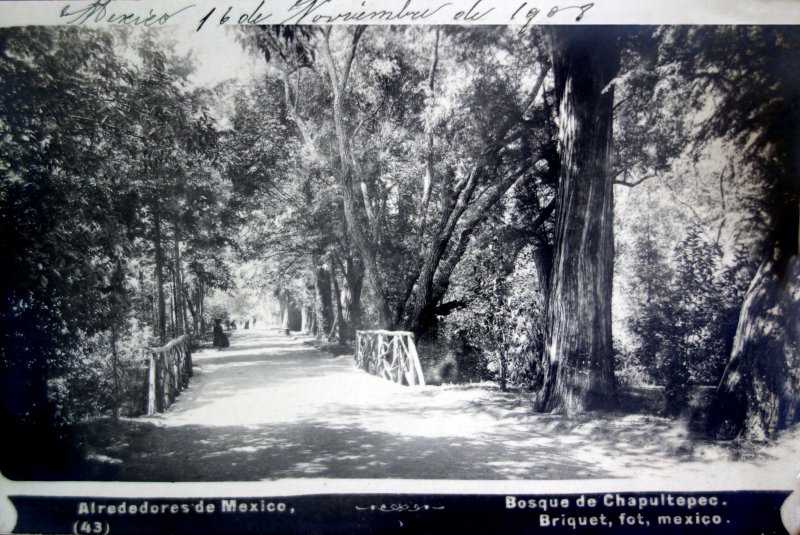 Bosque de Chapultepec por el Fotógrafo Abel Briquet ( Circulada el 16 de Noviembre de 1908 ).