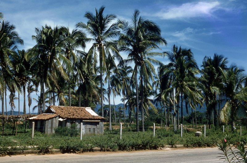 Palmeras tropicales (1955)