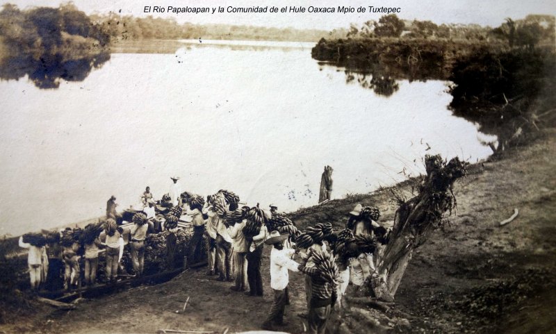 Cargando platanos en El Rio Papaloapan y la Comunidad de el Hule Oaxaca Mpio de Tuxtepec Fechada en 1911