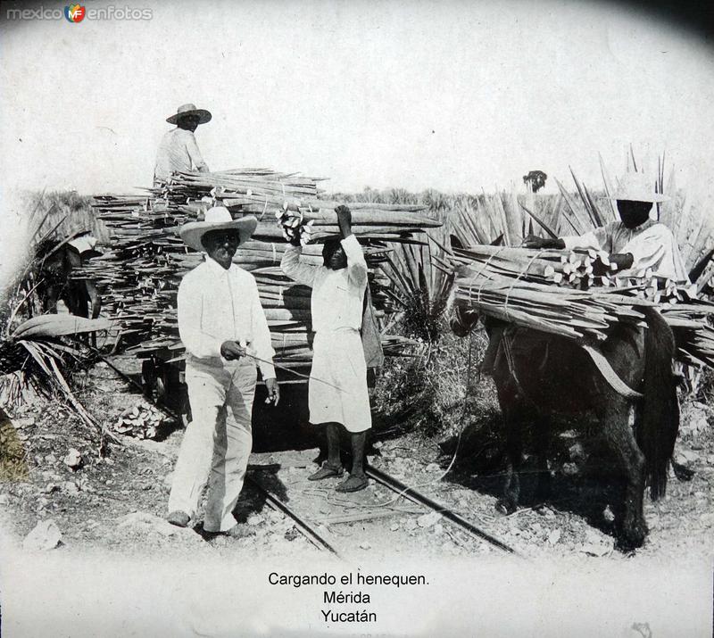 Cargando el henequen. Mérida Yucatán.