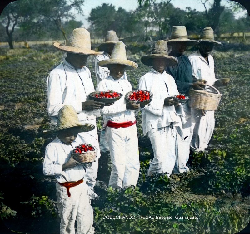 COCECHANDO FRESAS Irapuato Guanajuato.