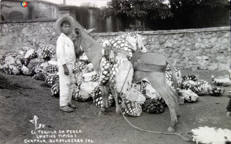 Tipos Mexicanos cargador de tequila en penca.