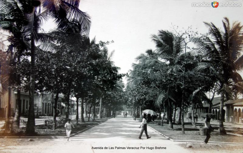 Avenida de Las Palmas Veracruz Por el fotografo Hugo Brehme.