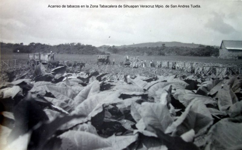 Acarreo de tabacos en la Zona Tabacalera de Sihuapan Veracruz Mpio. de San Andres Tuxtla.