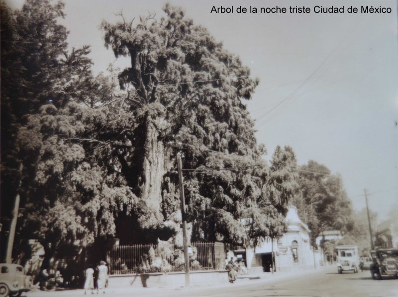 Arbol de la noche triste Ciudad de México.