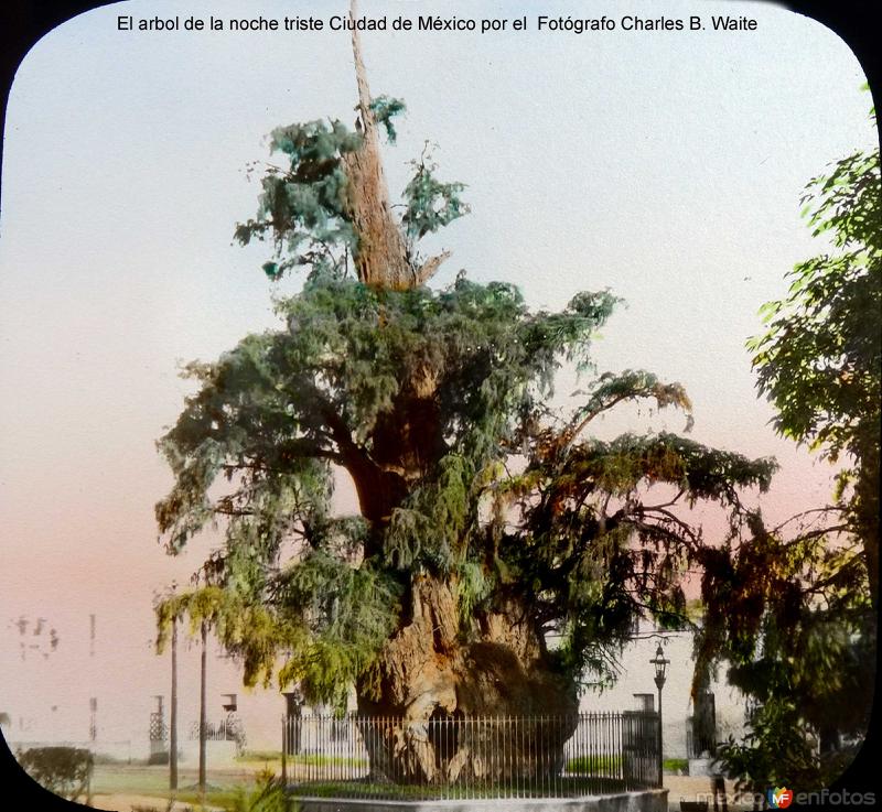 El arbol de la noche triste Ciudad de México por el Fotógrafo Charles B. Waite.