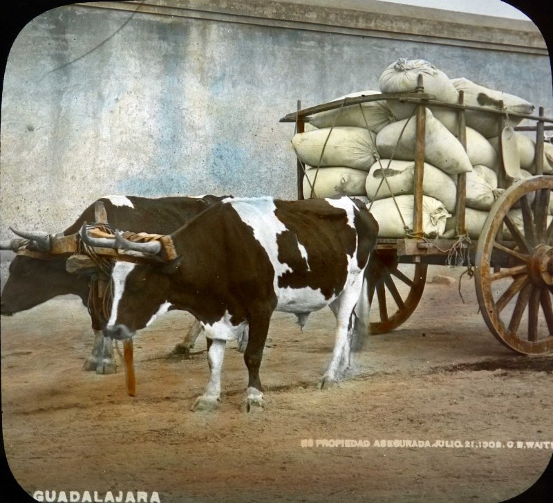 Carreta cargada de maiz por el Fotógrafo Charles B. Waite 1908.