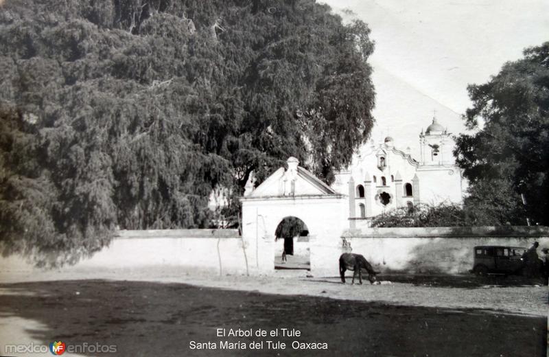 El Arbol de el Tule Santa María del Tule Oaxaca.