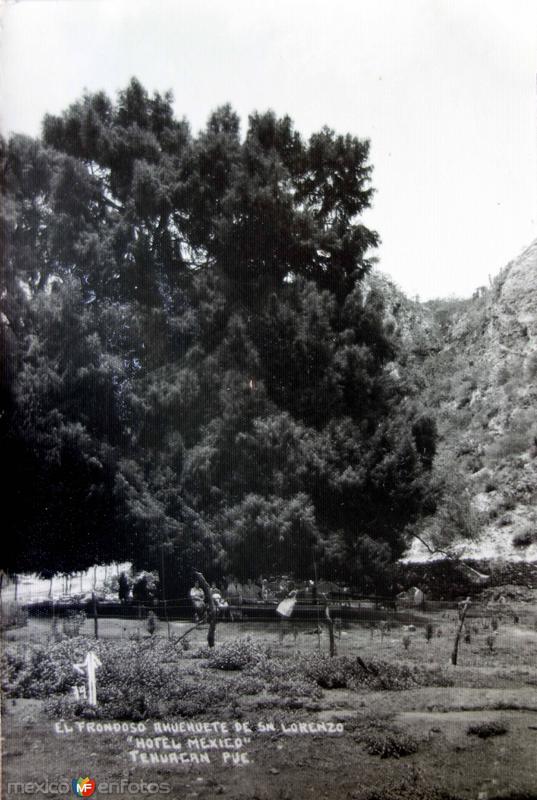 El frondoso Ahuehuete del hotel Mexico y los Manantiales de San Lorenzo.