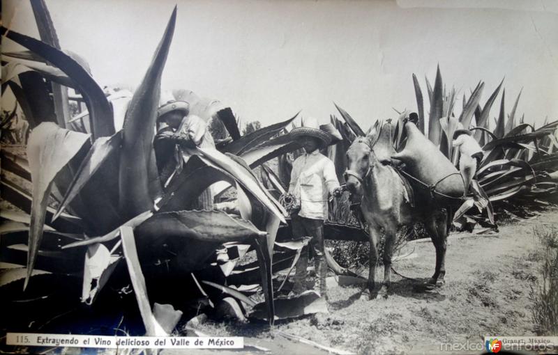 Tipos Mexicanos extrayendo el vino delicioso del Valle de Mexico por Fotógrafo Jacobo Granat.