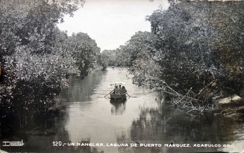 Un Manglar Laguna de Puerto Marquez.