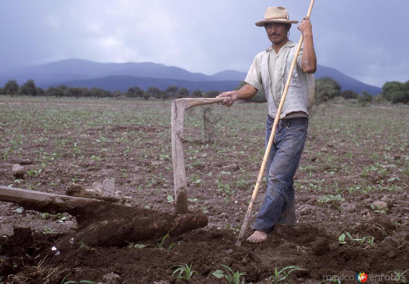 Campesino arando la tierra (c. 1955)