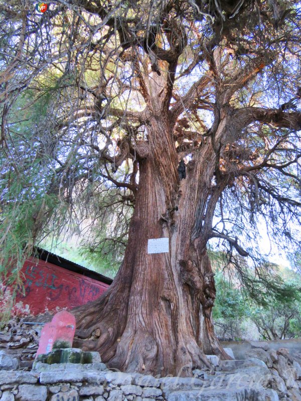 Sabino de Canoas