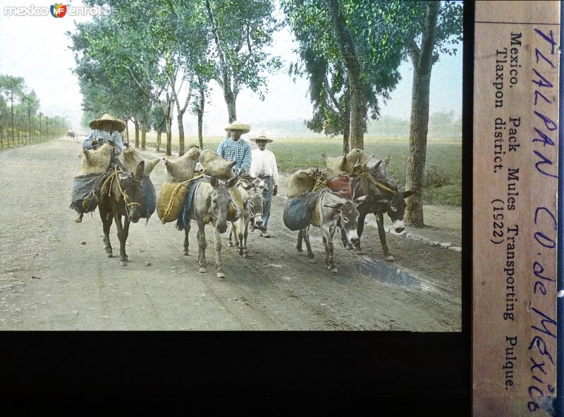 Transportadores de Pulque por La Calzada de Tlalpan ( Fechada en 1922 ).