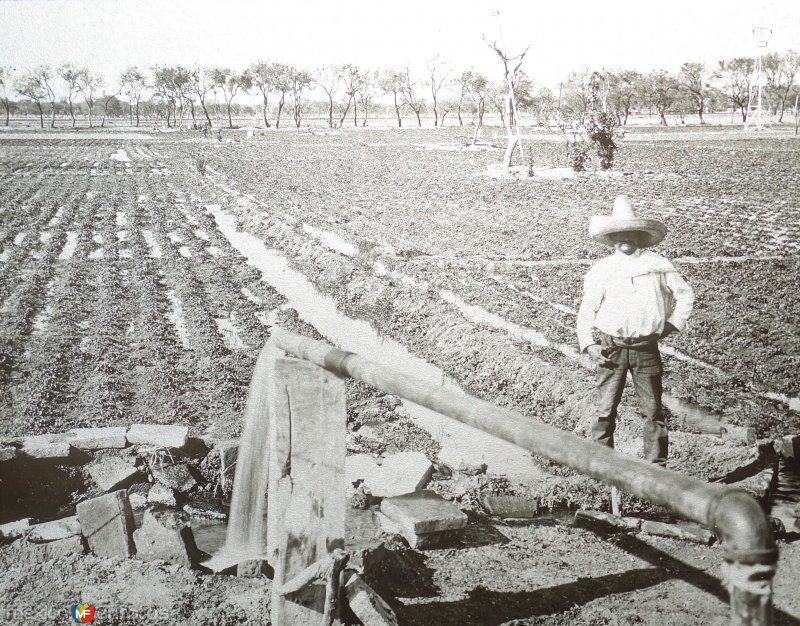 Regando los campos freseros ( Fechada en 1927 ).