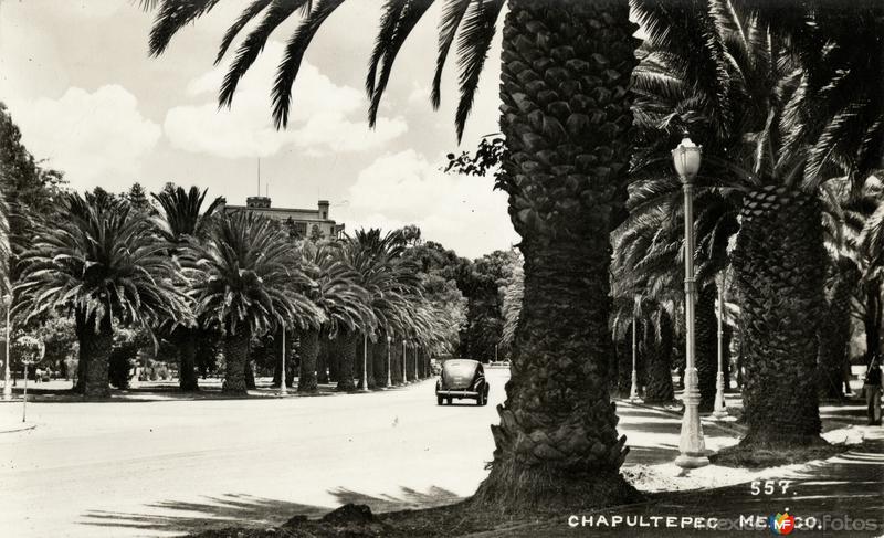 Vista de Chapultepec con palmeras