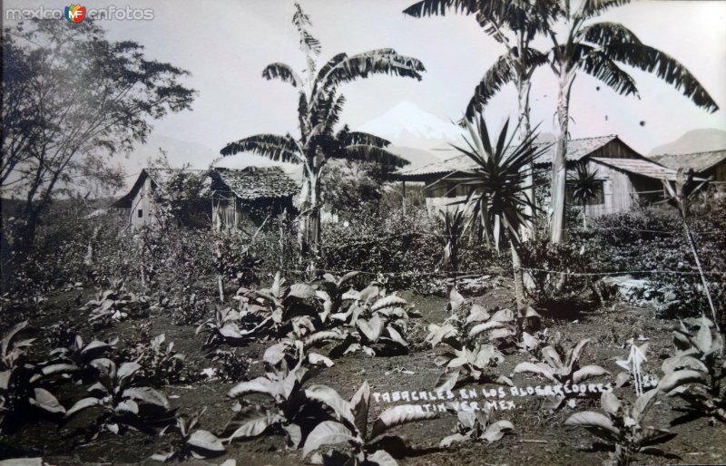 Tabacales en los alrededores.