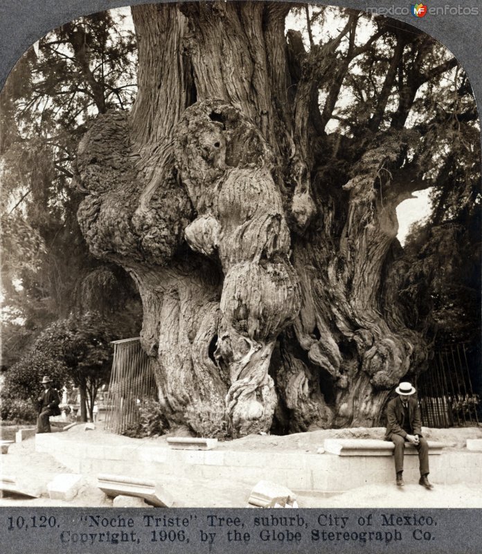 El Arbol de La Noche Triste 1906.