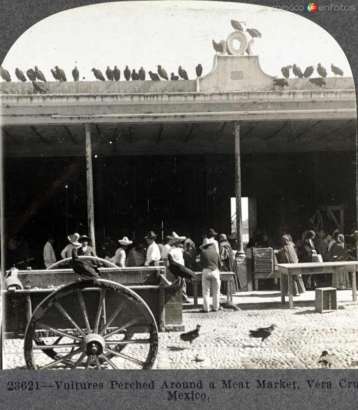 Zopilotes alrededor del mercado de carnes.