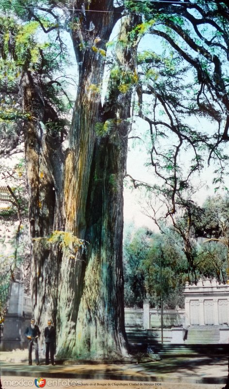 Un Ahuehuete en el Bosque de Chapultepec, por el fotógrafo T. Enami, de Yokohama, Japón (1934)