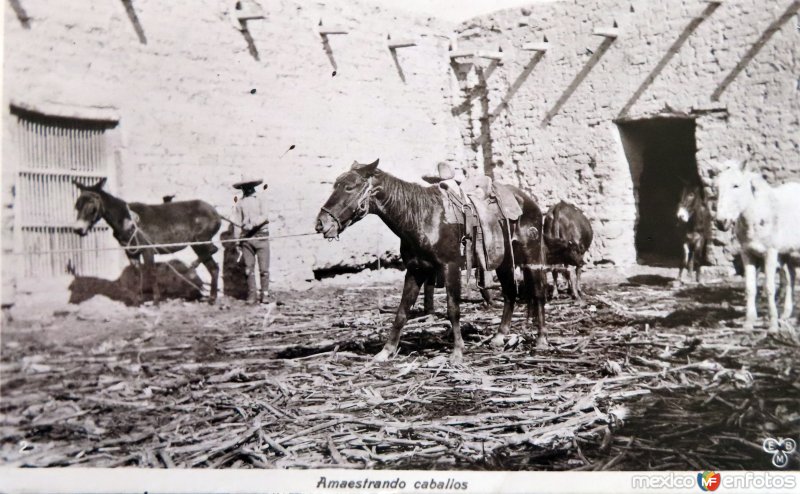 Amaestrando caballos por el Fotógrafo Charles Bolbrugge.