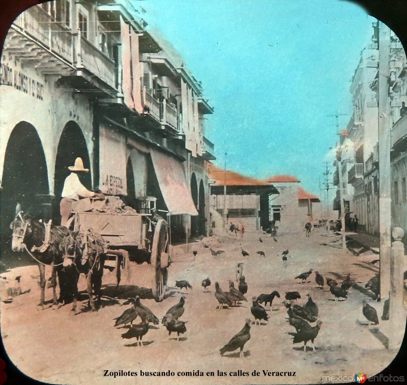 Zopilotes buscando comida en las calles de Veracruz.