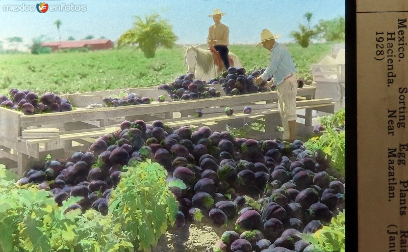 Empacando berenjenas cerca de Mazatlan 1928