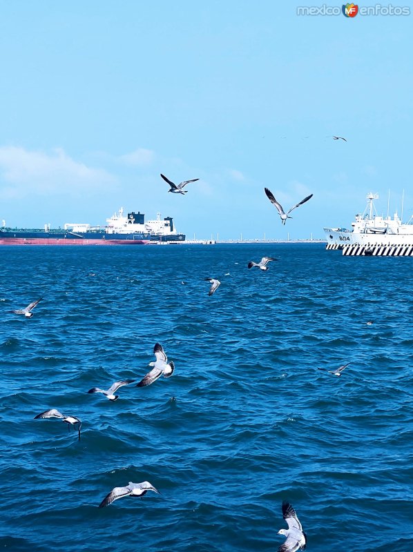 GAVIOTAS SOBRE EL MAR AZUL DE VERACRUZ