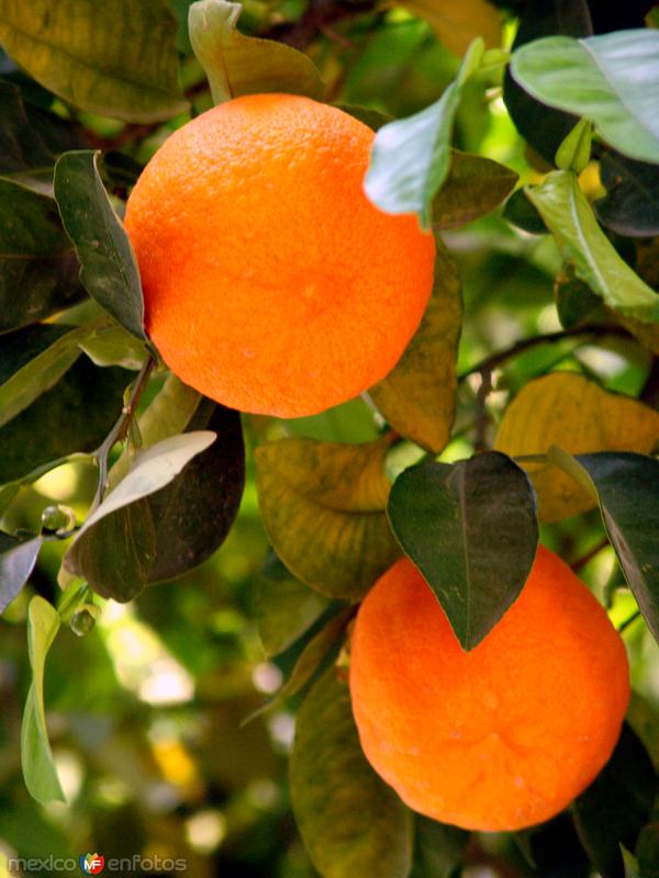 Fotos de Ciudad Lerdo, Durango: Naranjas