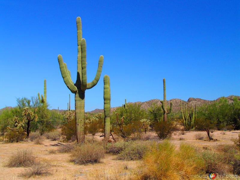 Fotos de Desierto De Altar, Sonora: Reserva de la Biósfera El Pinacate y Gran Desierto de Altar