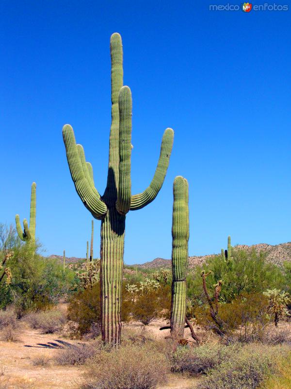 Fotos de Desierto De Altar, Sonora: Cactus saguaro