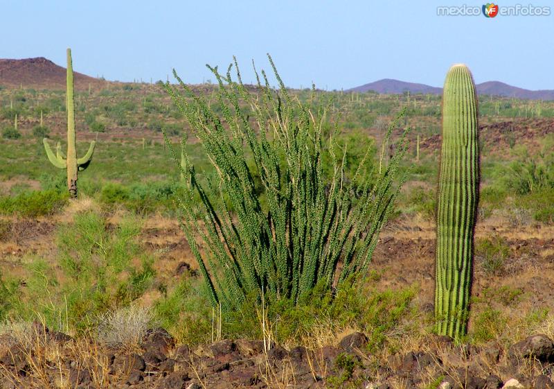 Fotos de Desierto De Altar, Sonora: Reserva de la Biósfera El Pinacate