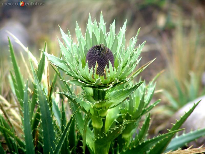 Fotos de Nevado De Toluca, México: Flora