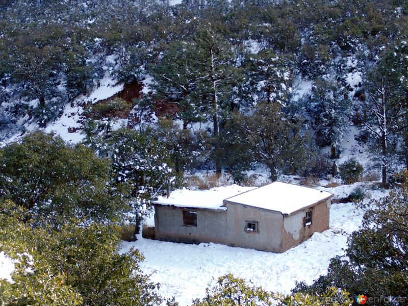 Fotos de Janos, Chihuahua: Nieve en la Sierra de San Luis