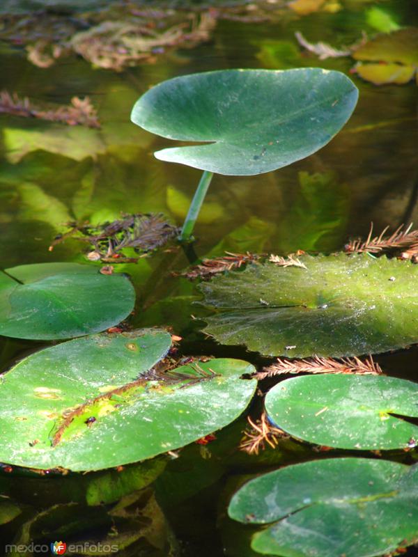 Fotos de Villa Unión, Coahuila: Flora acuática