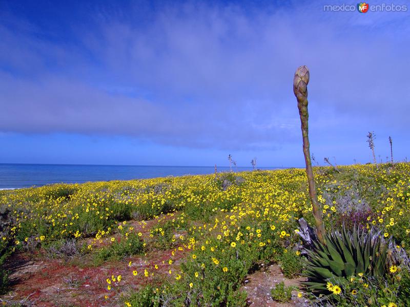 Fotos de San Quintín, Baja California: Campo de Flores