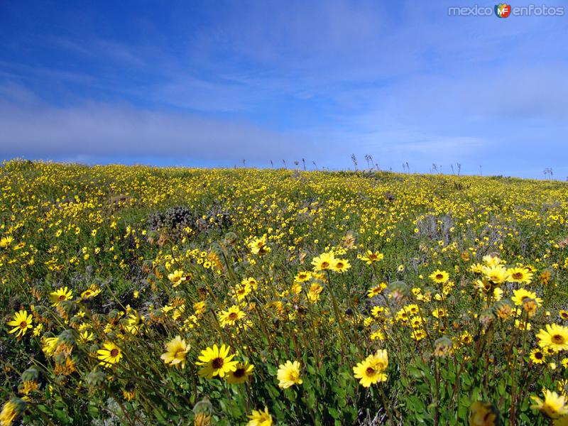 Fotos de San Quintín, Baja California: Campo de Flores
