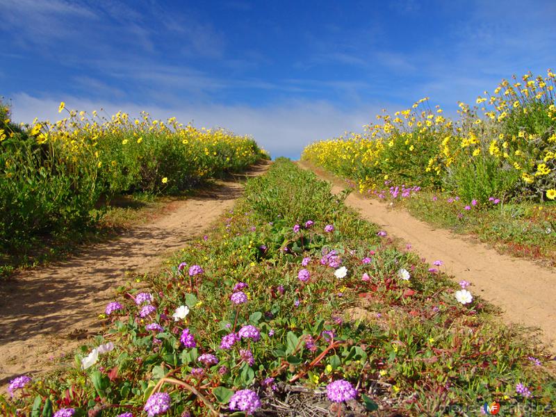 Fotos de San Quintín, Baja California: Campo de Flores