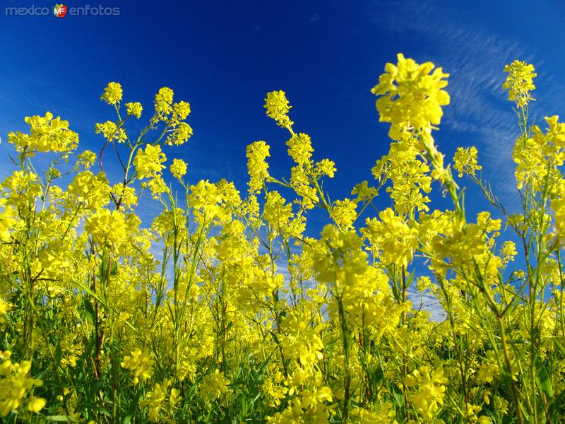 Fotos de San Vicente, Baja California: Flor de Mostaza