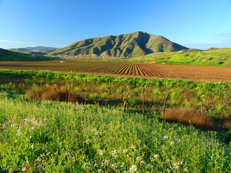 Fotos de San Vicente, Baja California: Sembradíos