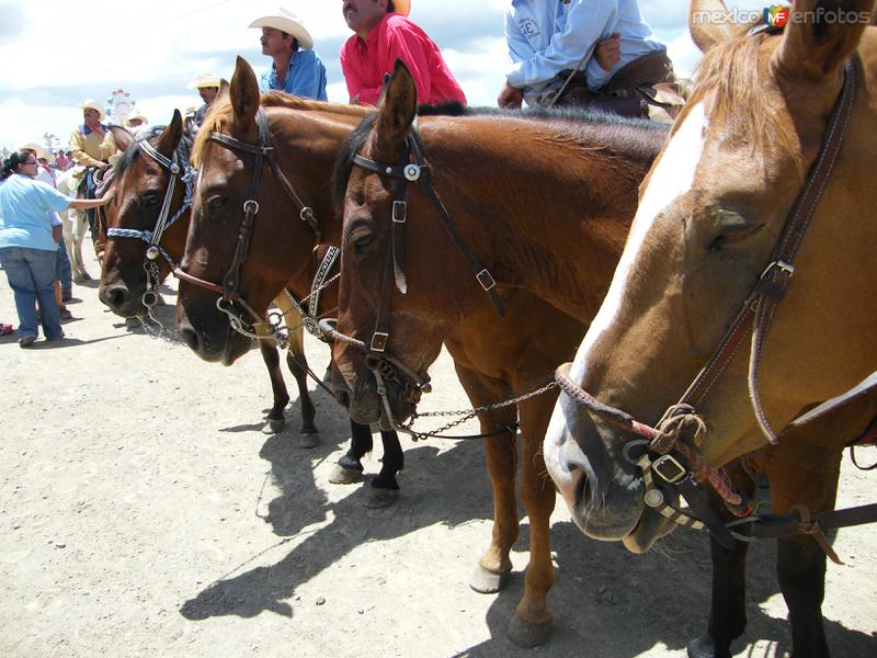 Fotos de Hidalgo Del Parral, Chihuahua: Cabalgatas Villistas 2008