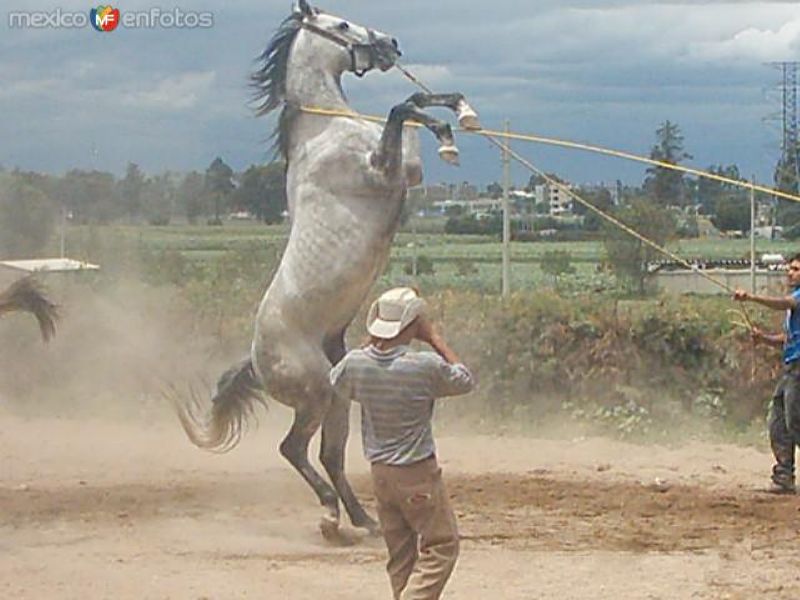Fotos de Texcoco De Mora, México: caballo de la feria de texcoco